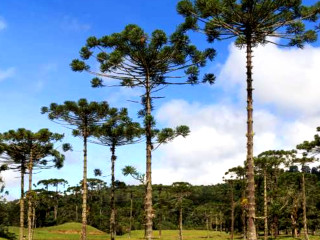 Araucárias, Brasil