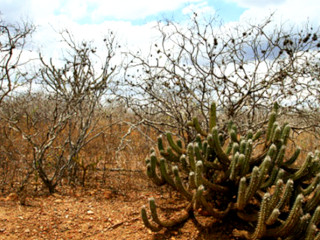 Caatinga, Brasil