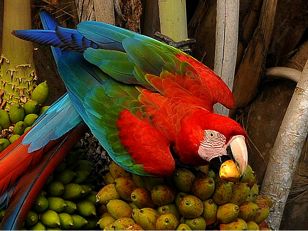 Pantanal