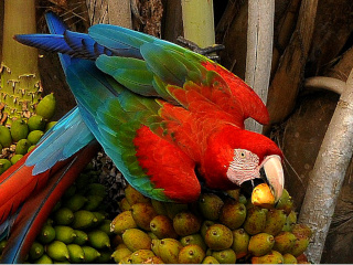 Pantanal